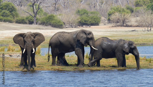 African Elephants