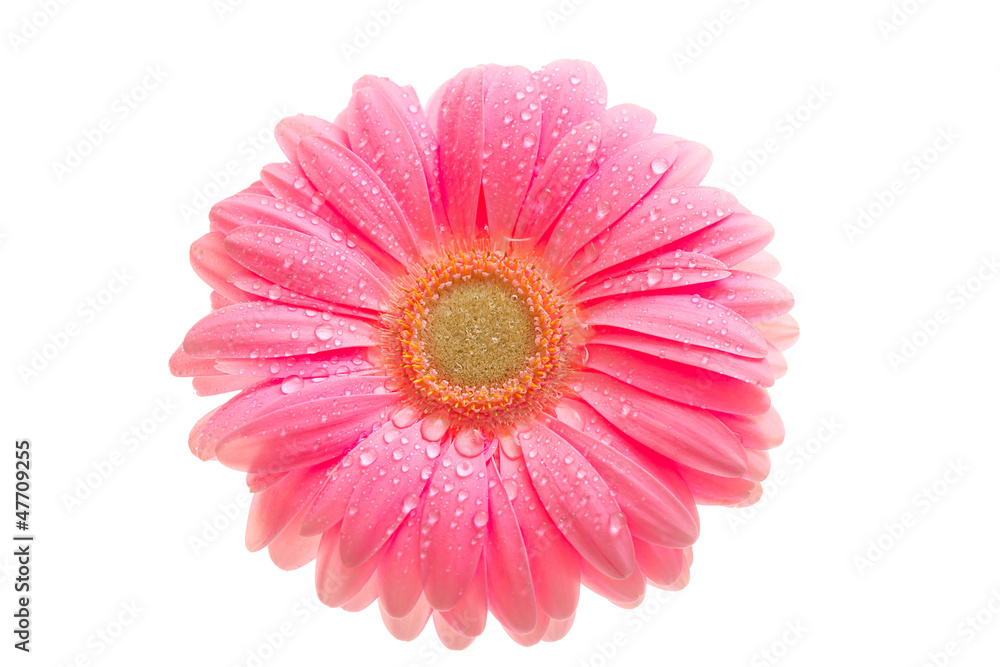 beautiful pink gerbera with drops isolated on white beautiful pink gerbera with drops isolated on white