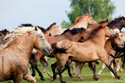 Group of horses runs in landscape © Alexia Khruscheva