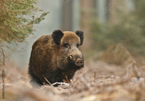 Wild boar in Bavarian forest photo