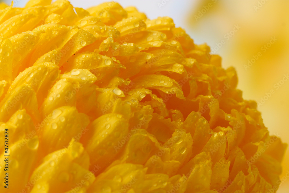 bright yellow chrysanthemum, on autumn background bright yellow chrysanthemum, on autumn background