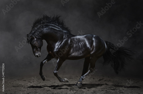 Galloping black horse on dark background © Kseniya Abramova