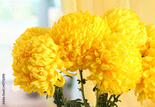 Fototapeta Naklejka Na Ścianę i Meble -  bright yellow chrysanthemums flowers, close up