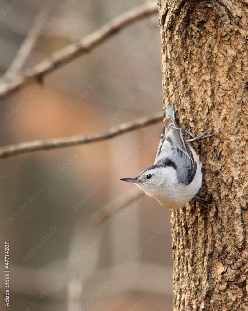 Fototapeta premium Nuthatch on a Tree