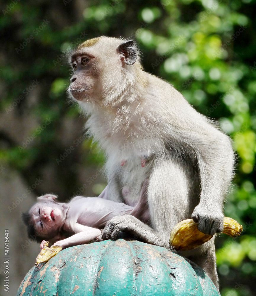 Obraz premium A Monkey and her Baby