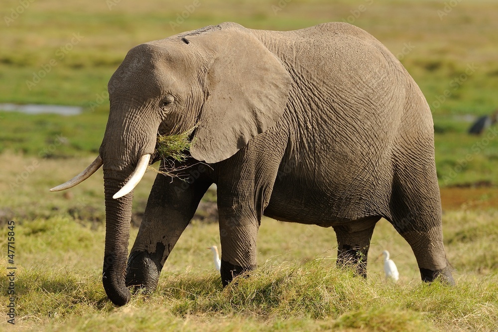 Obraz premium Elefante Africano