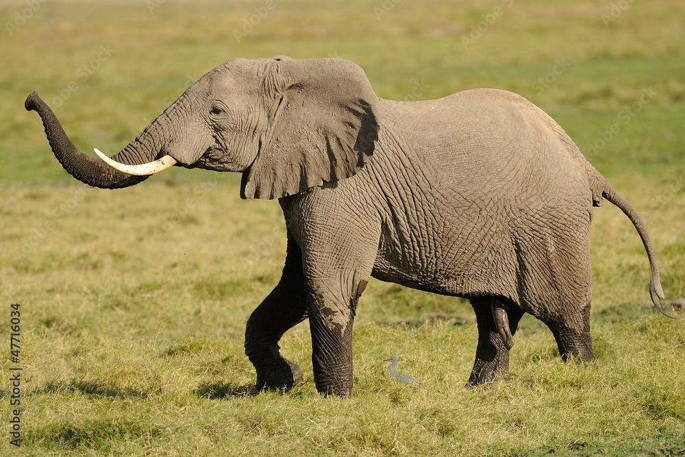 Obraz premium Elefante Africano