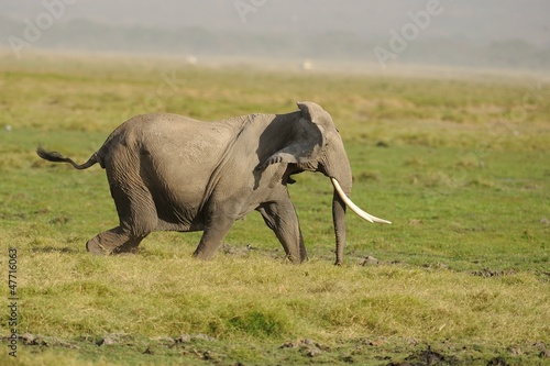 Elefante Africano photo