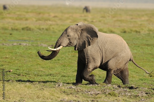 Elefante Africano © massimhokuto