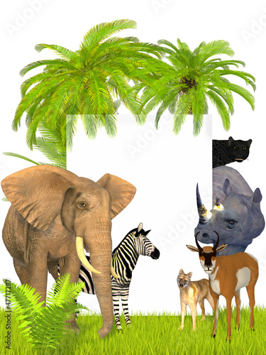 Photography Safari animals frame
