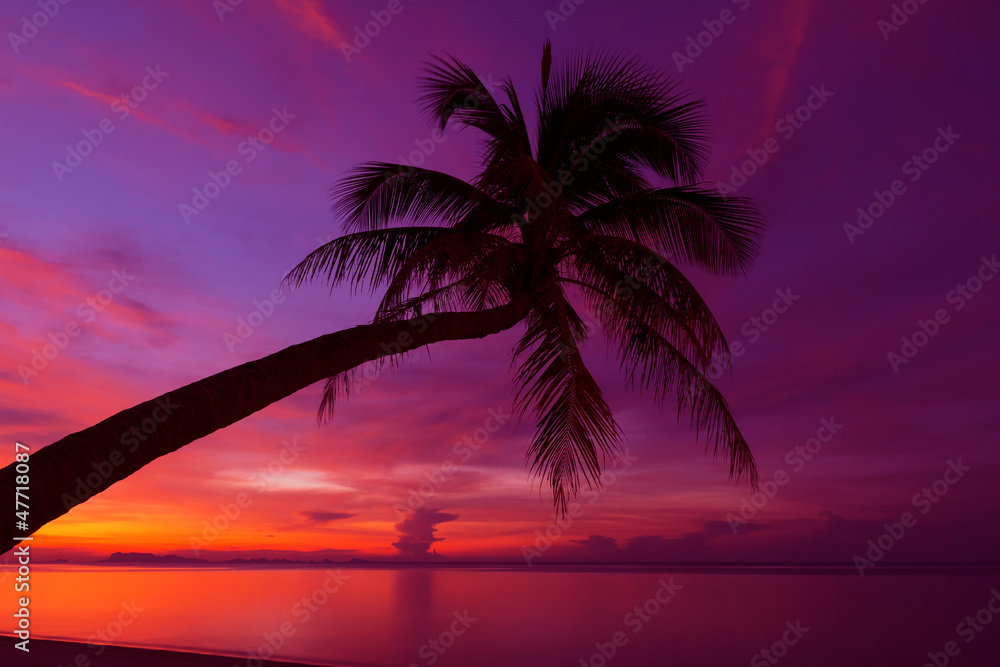 Tropical sunset with palm tree silhoette at beach