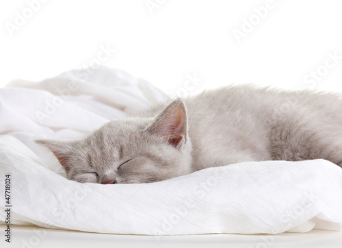sleeping cat
