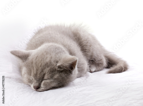 sleeping gray-blue cat