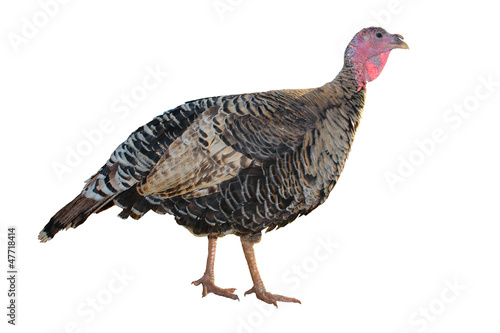Female Turkey © fotomaster