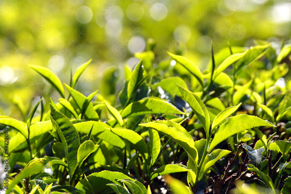 tea plants tea plants