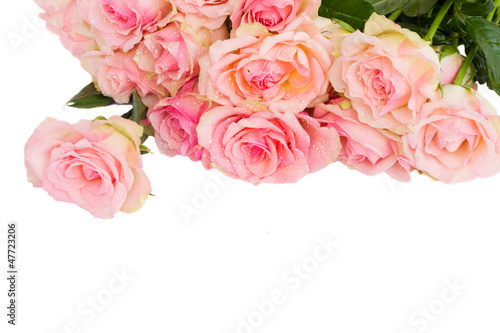 border of fpink  roses photo