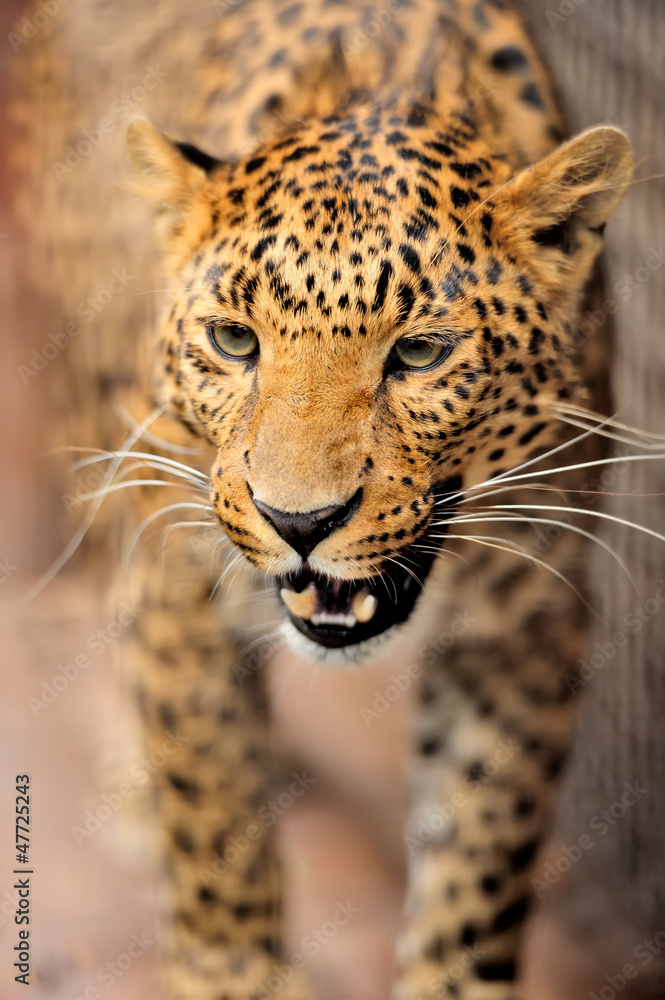 Fototapeta premium Leopard