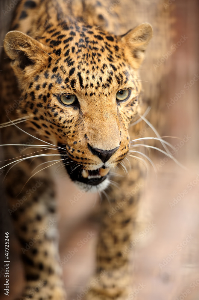 Fototapeta premium Leopard