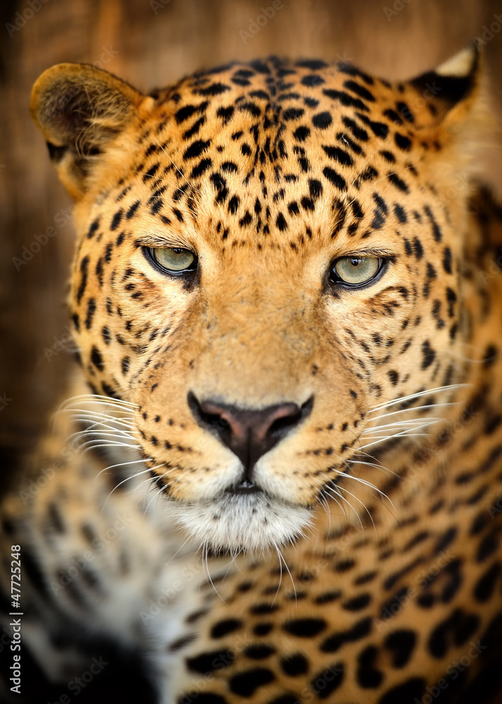 Leopard Leopard