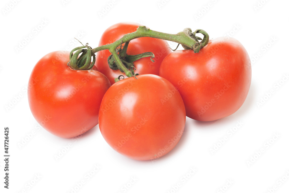 Four tomatoes in a branch