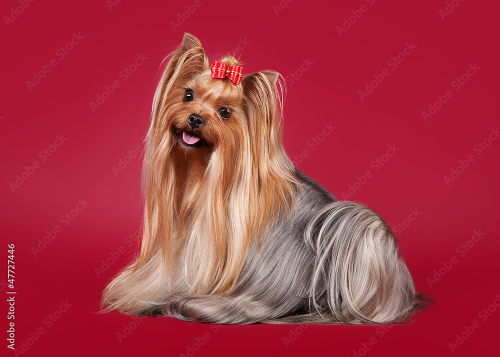 Naklejka premium Young Yorkie on dark red background