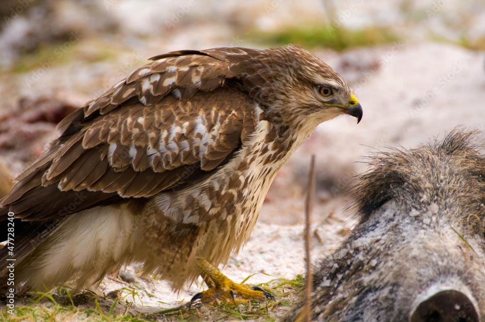 Fototapeta premium Buzzard - Buteo buteo
