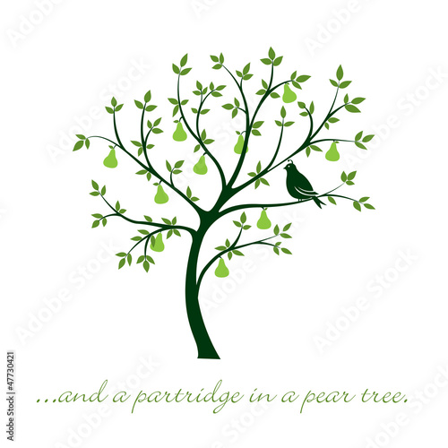 Partridge in a pear tree Christmas card in vector format.