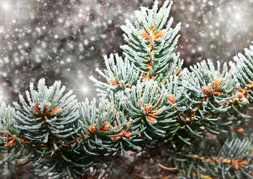 branch in snow