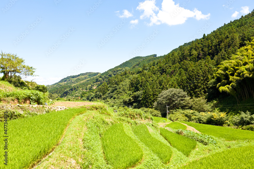Rice Terraces of the mountain