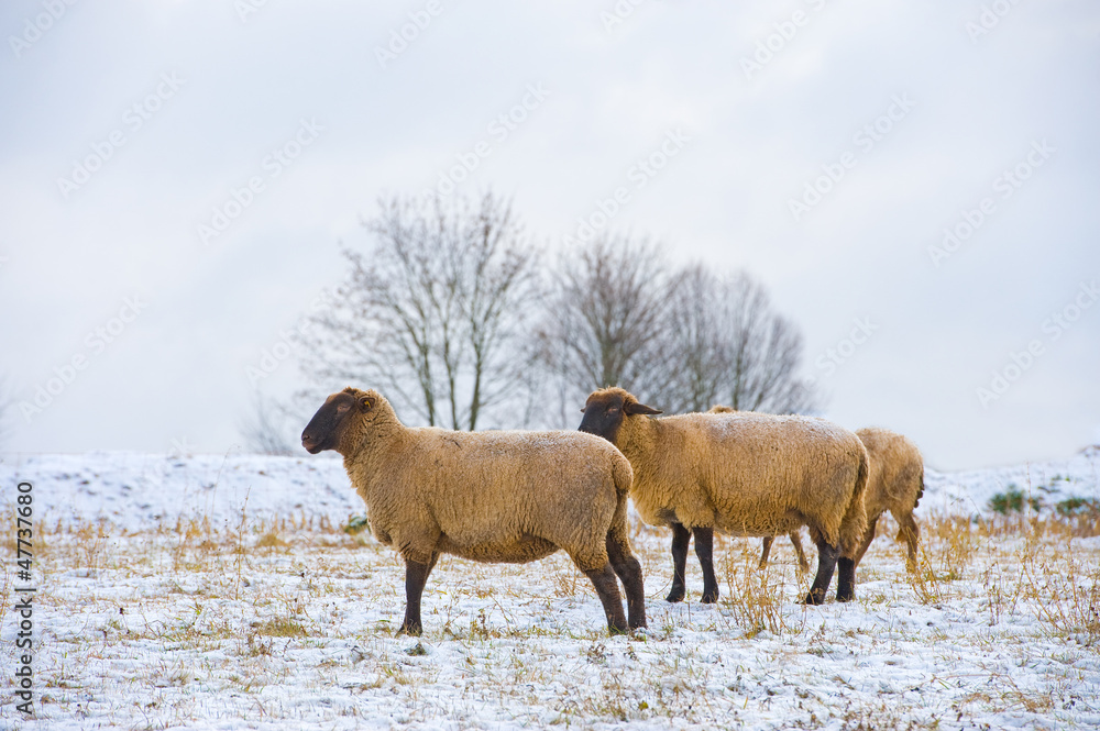 sheep in snow