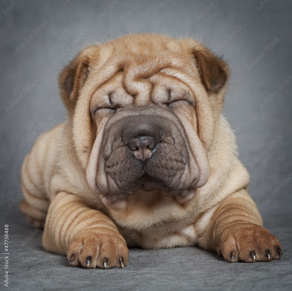 Portrait of sharpei puppy dog