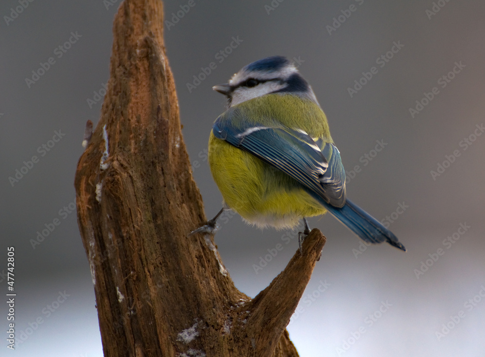Common Blue Tit, Blue Tit, blue tit, tits Cyanistes