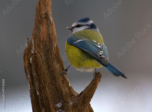 Obraz na płótnie Common Blue Tit, Blue Tit, blue tit, tits Cyanistes w salonie