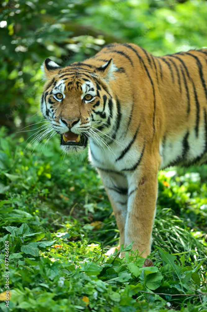 Tigers Tigers