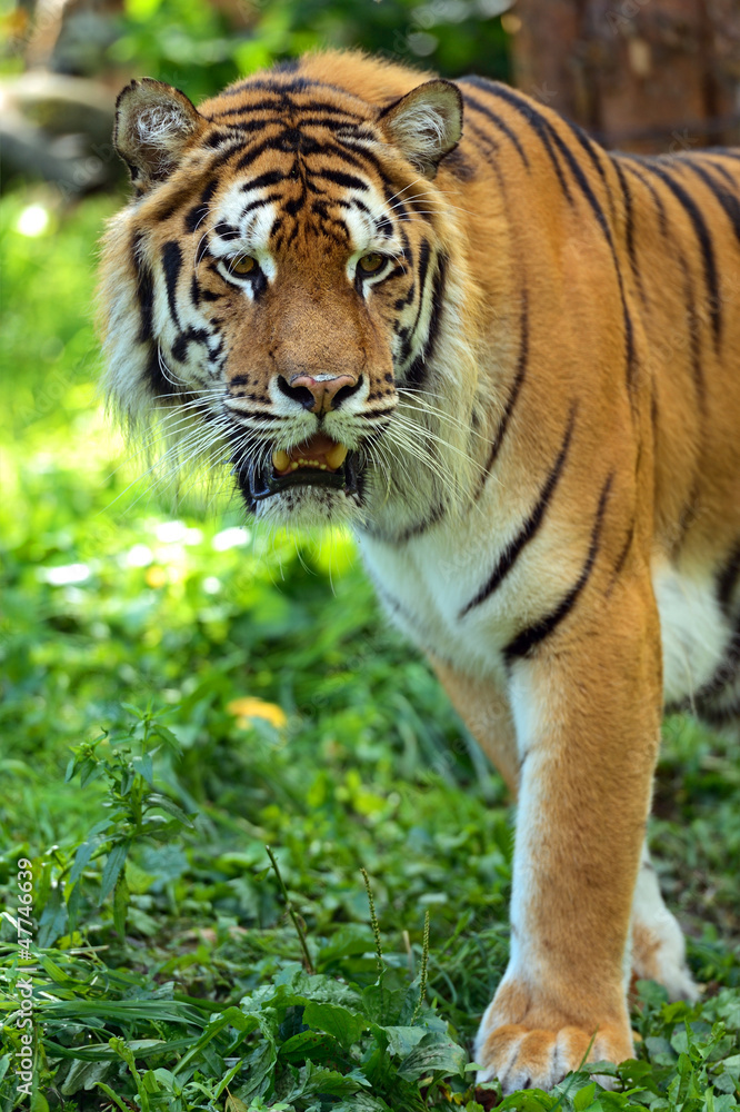 Tigers Tigers