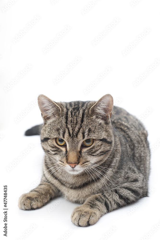 Domestic cat lies and looking Domestic cat lies and looking