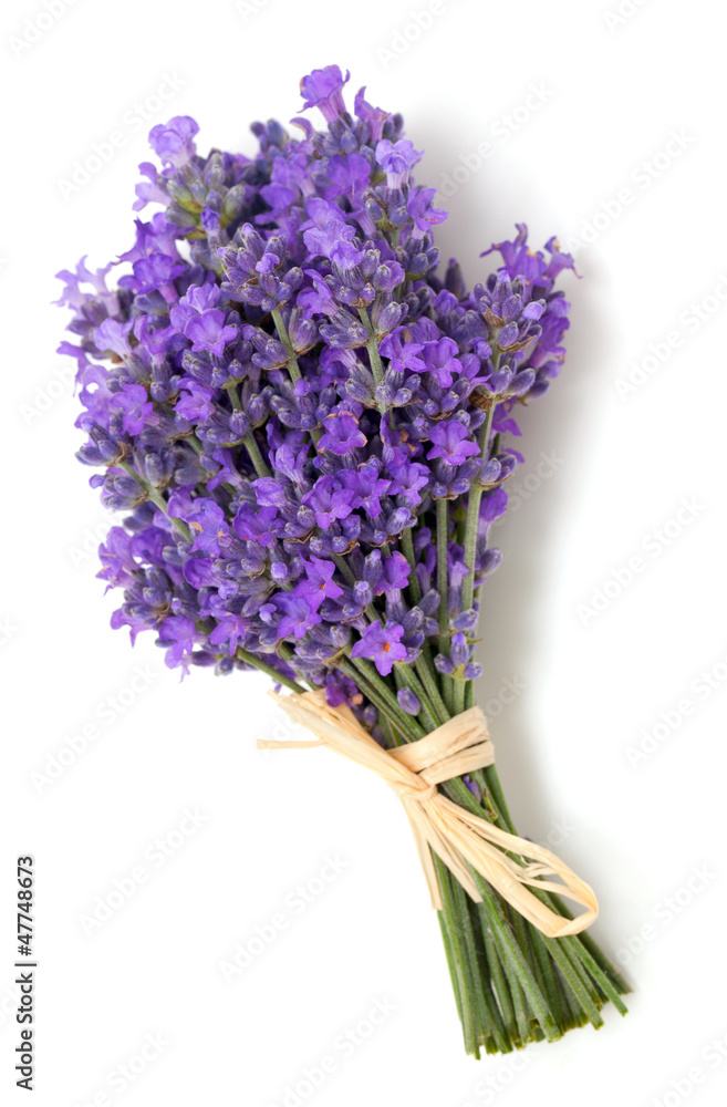 Fototapeta premium lavender