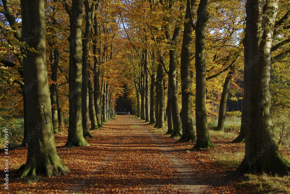 Naklejka premium autumn avenue