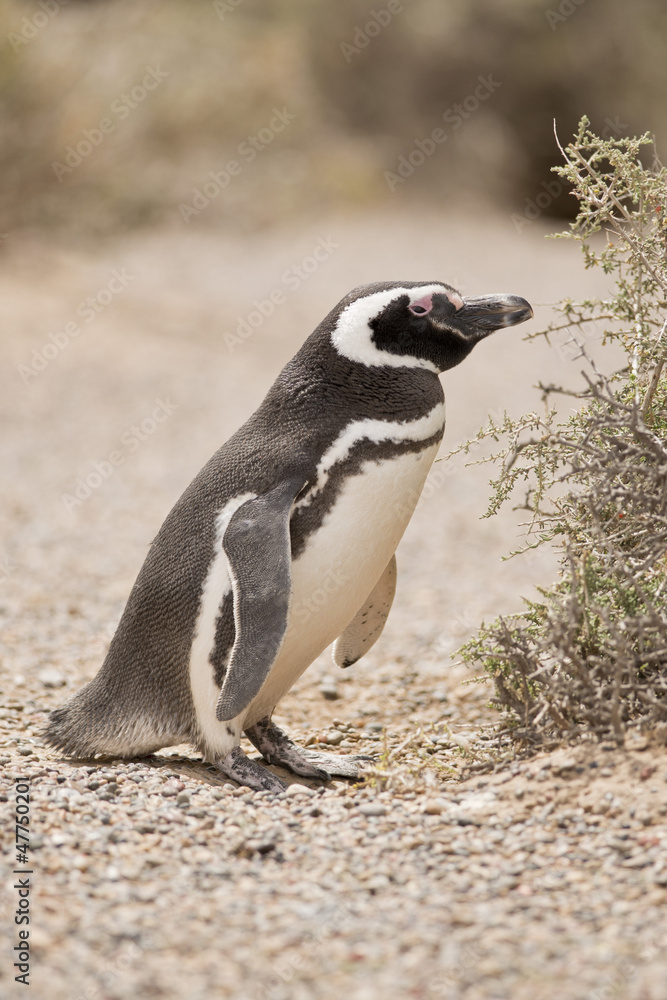Obraz premium magellanic penguin