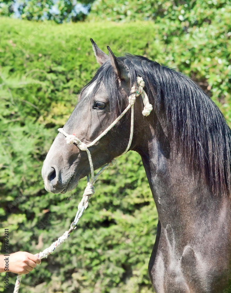 Fototapeta premium portrait of pure-bred Andalusian grey stallion. Spain