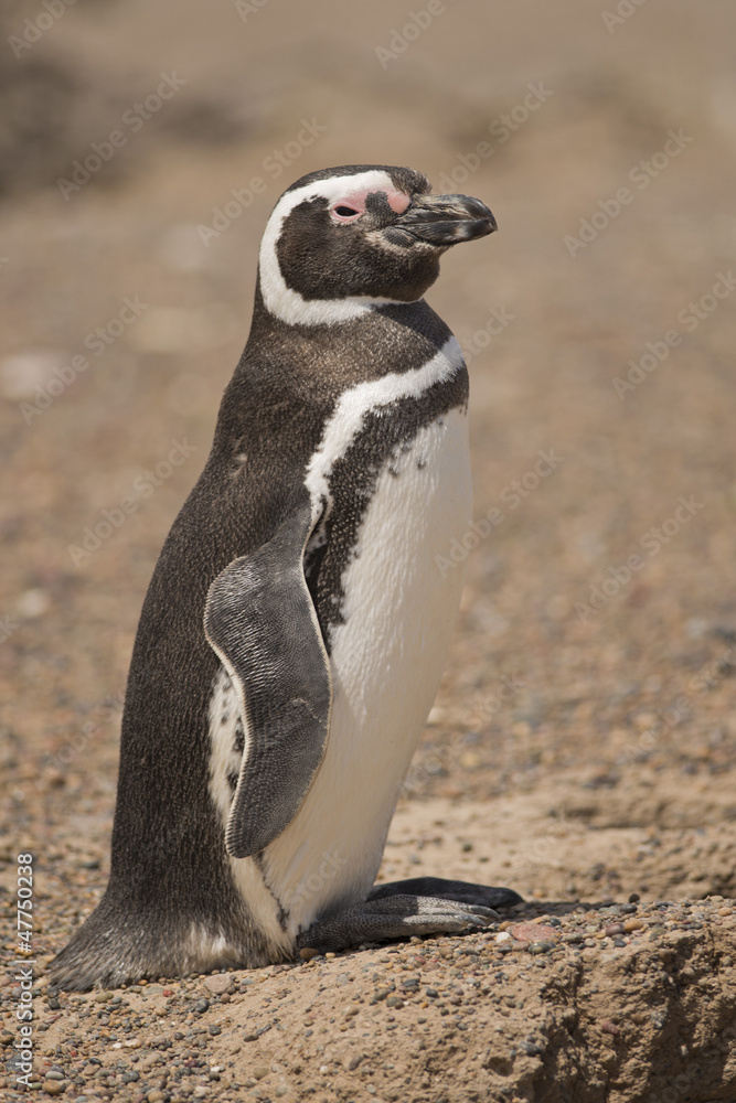 Obraz premium magellanic penguin