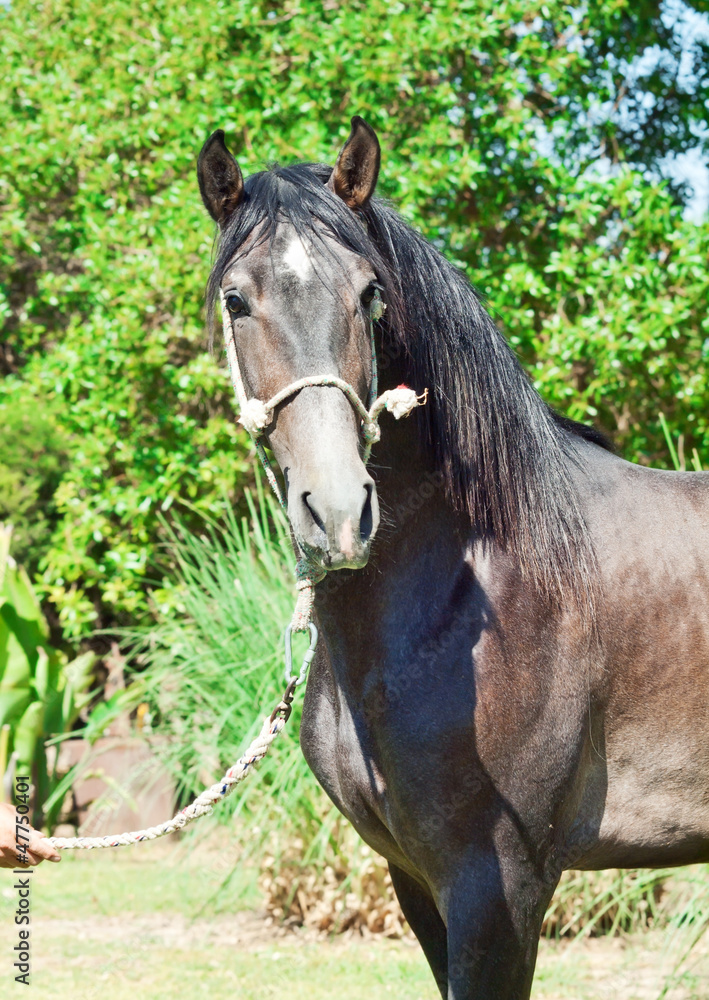 Fototapeta premium portrait of pure-bred Andalusian grey stallion. Spain