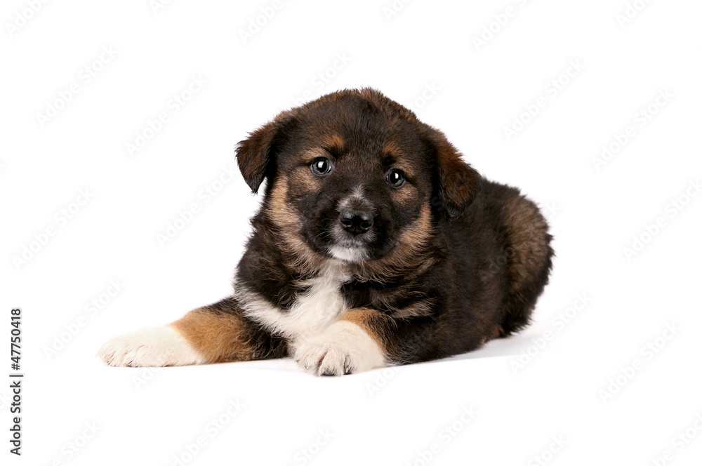Puppy on a white background Puppy on a white background