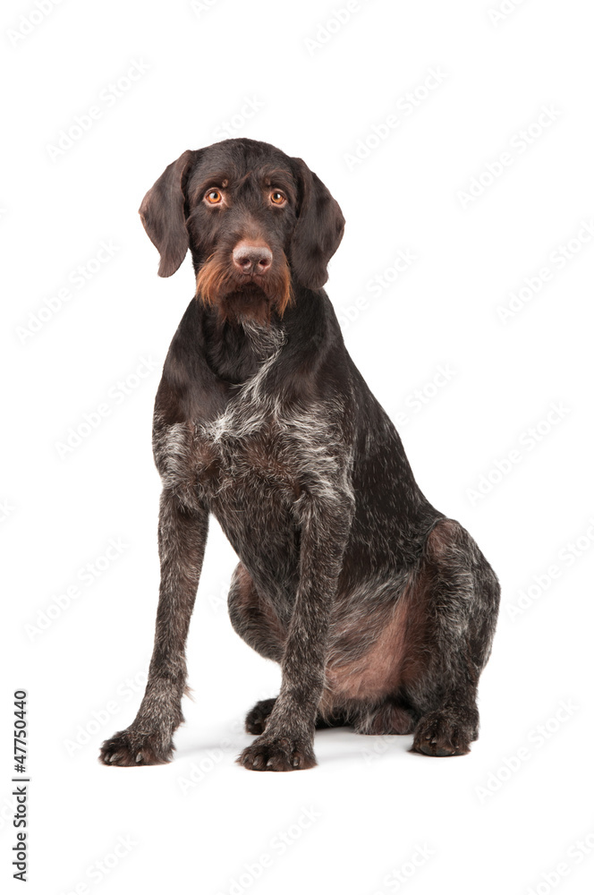 Hunting dog sitting on a white background