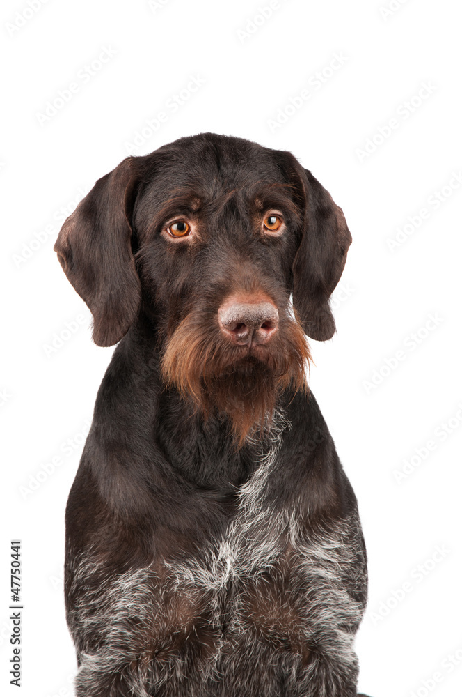 Portrait of a hunting dog on a white background