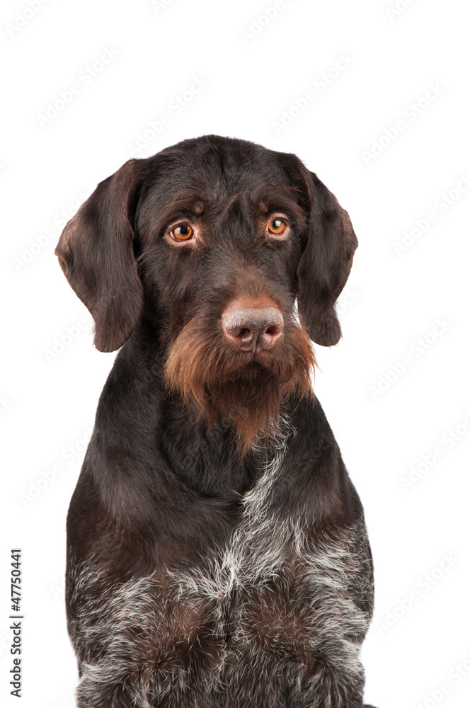 Portrait of a hunting dog on a white background Portrait of a hunting dog on a white background