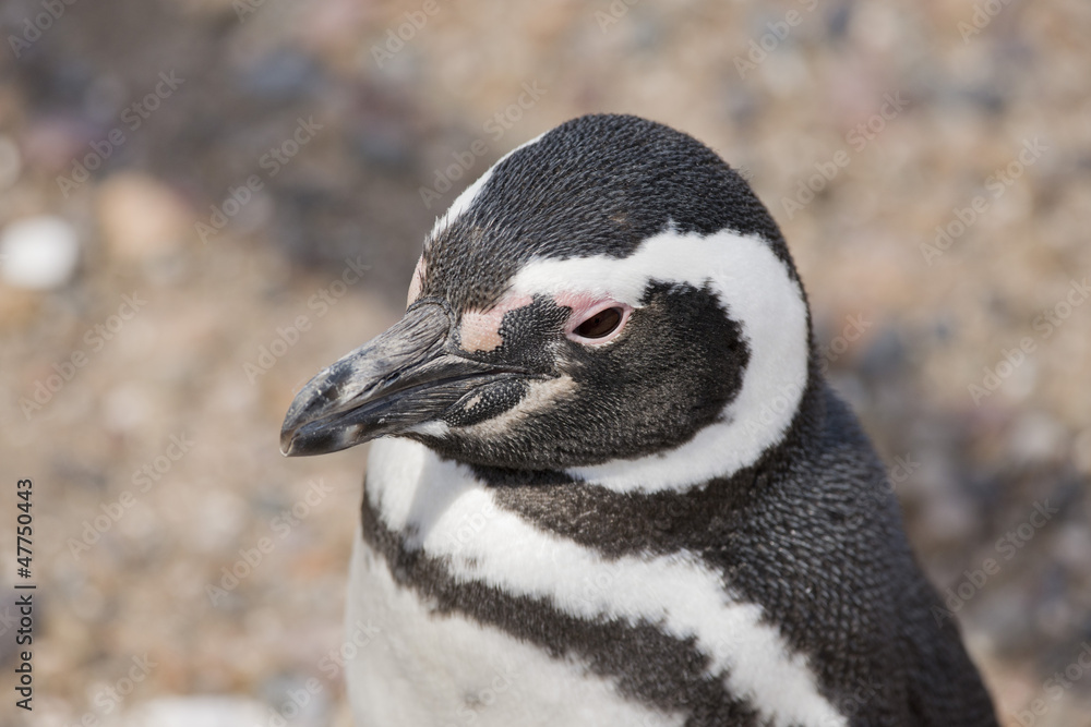 Fototapeta premium portrait of a magellanic penguin
