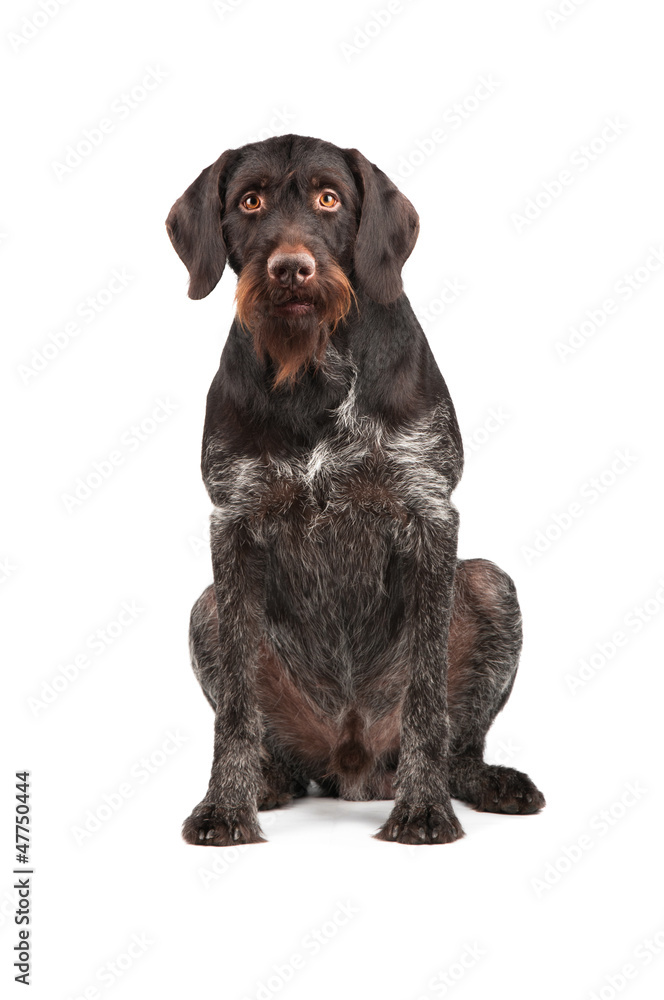 Hunting dog sitting on a white background Hunting dog sitting on a white background