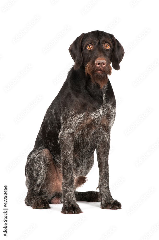 Hunting dog sitting on a white background