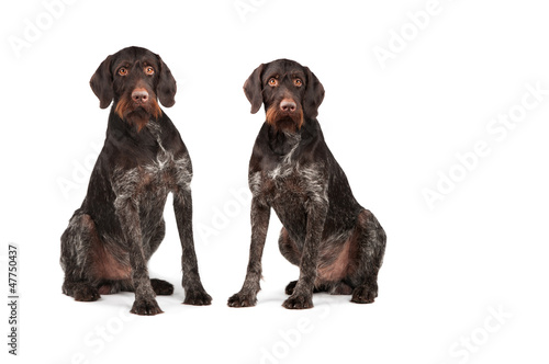 Two dogs sitting on a white background
